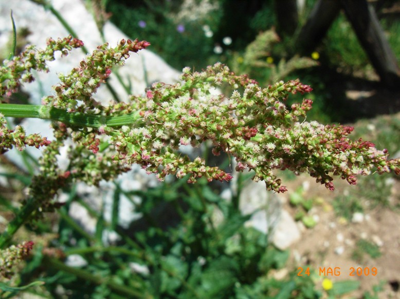 Rumex acetosa / Acetosa